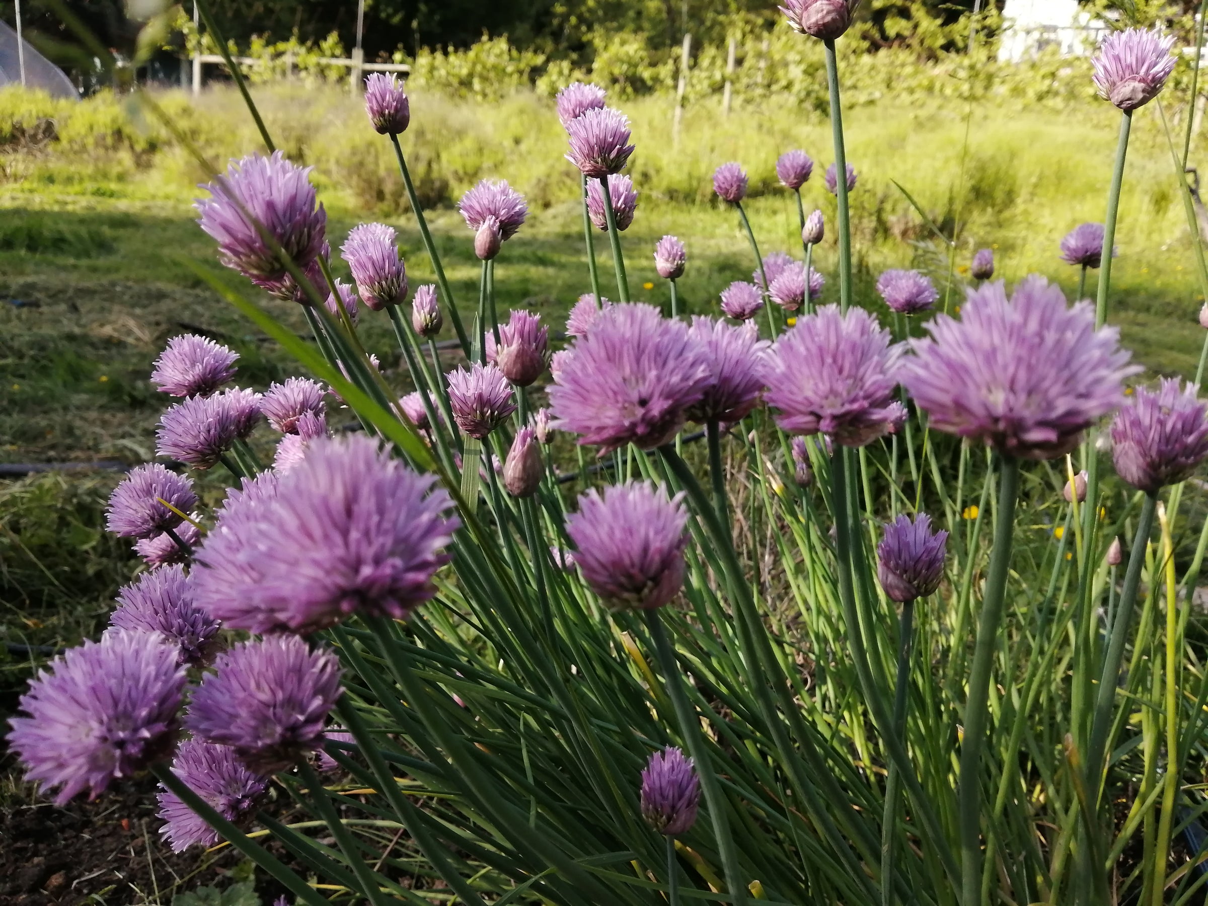 Chive Seeds