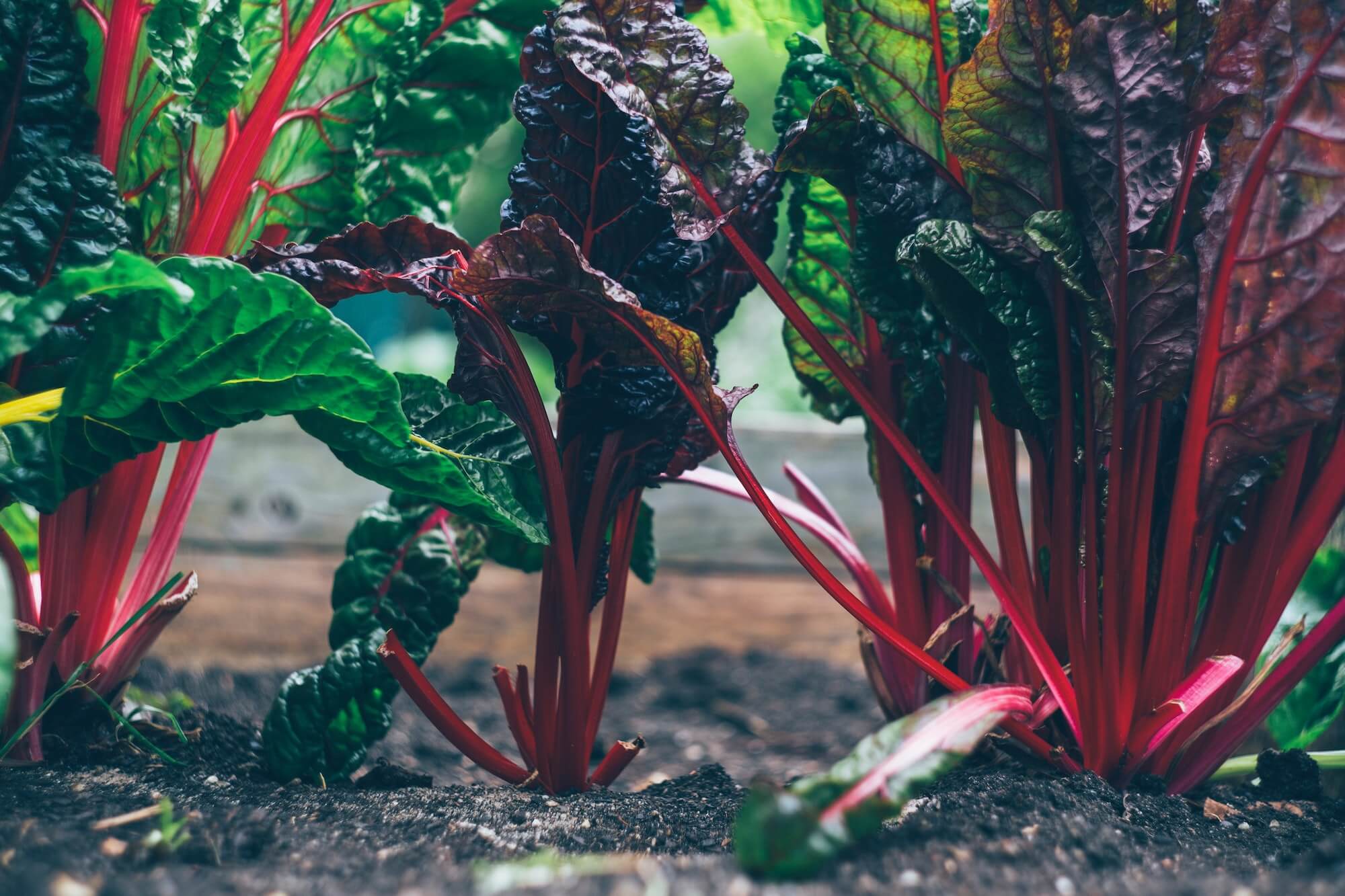 Beets seeds growing in a field