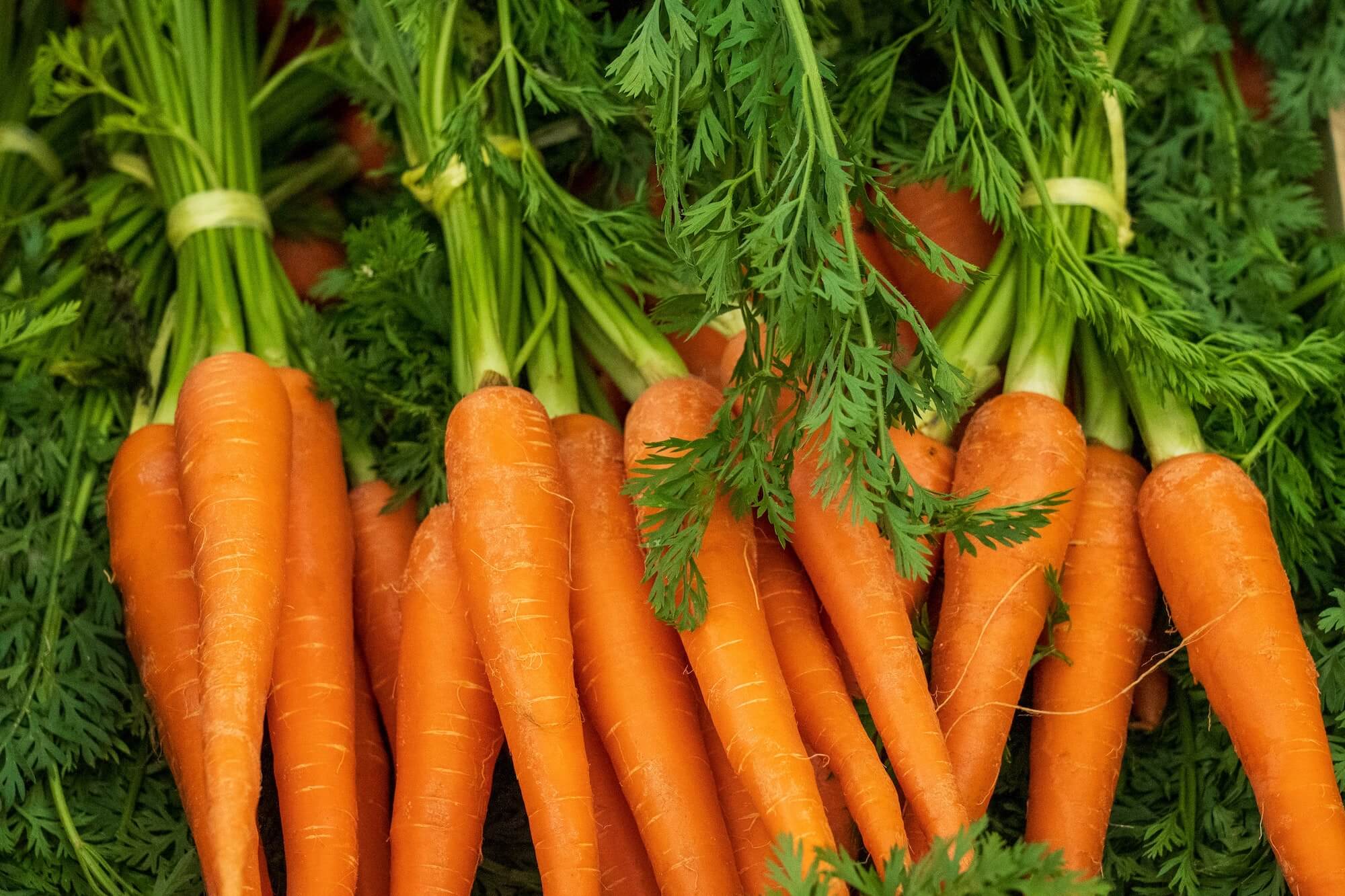 Carrots seeds grown into full carrots in a bunch