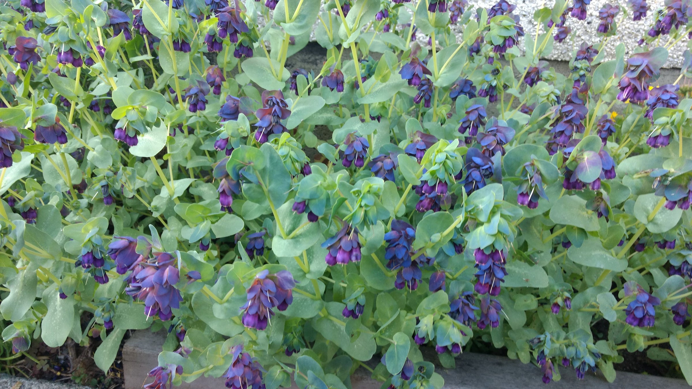 Cerinthe Seeds