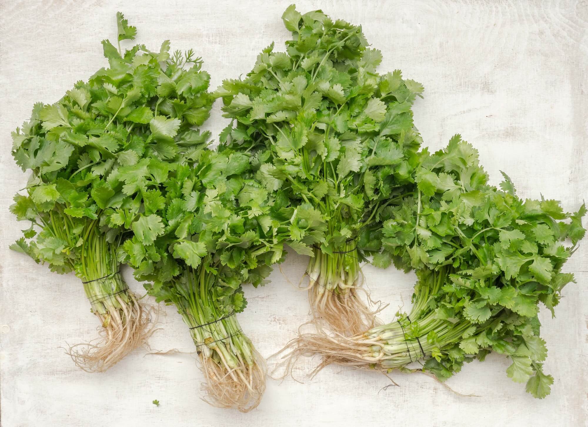 Cilantro Seeds grown into full cilantro on a white table