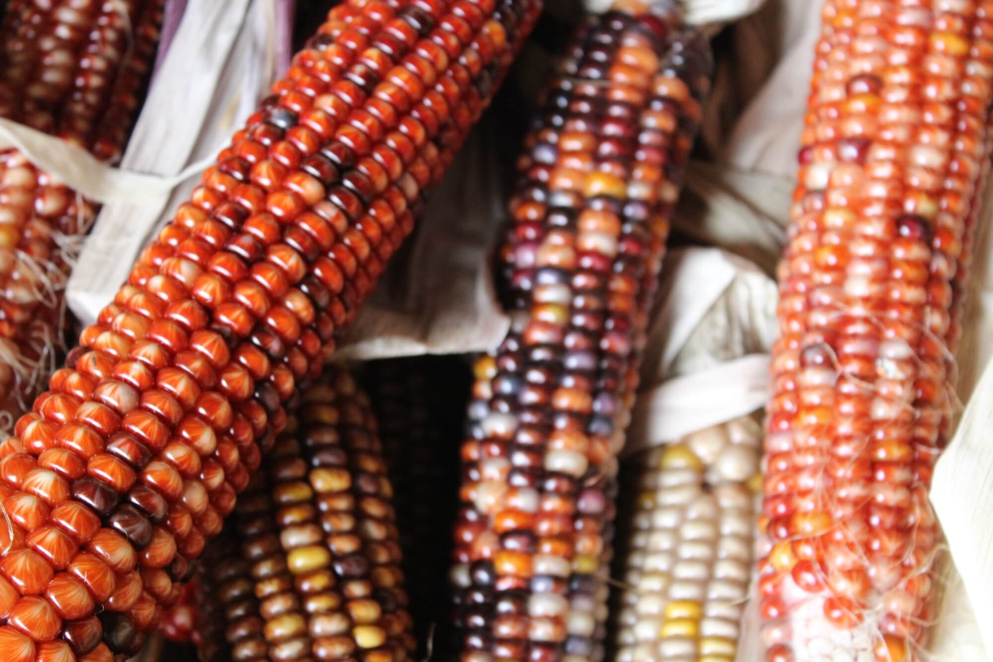 Corn seeds grown into full corn on a table