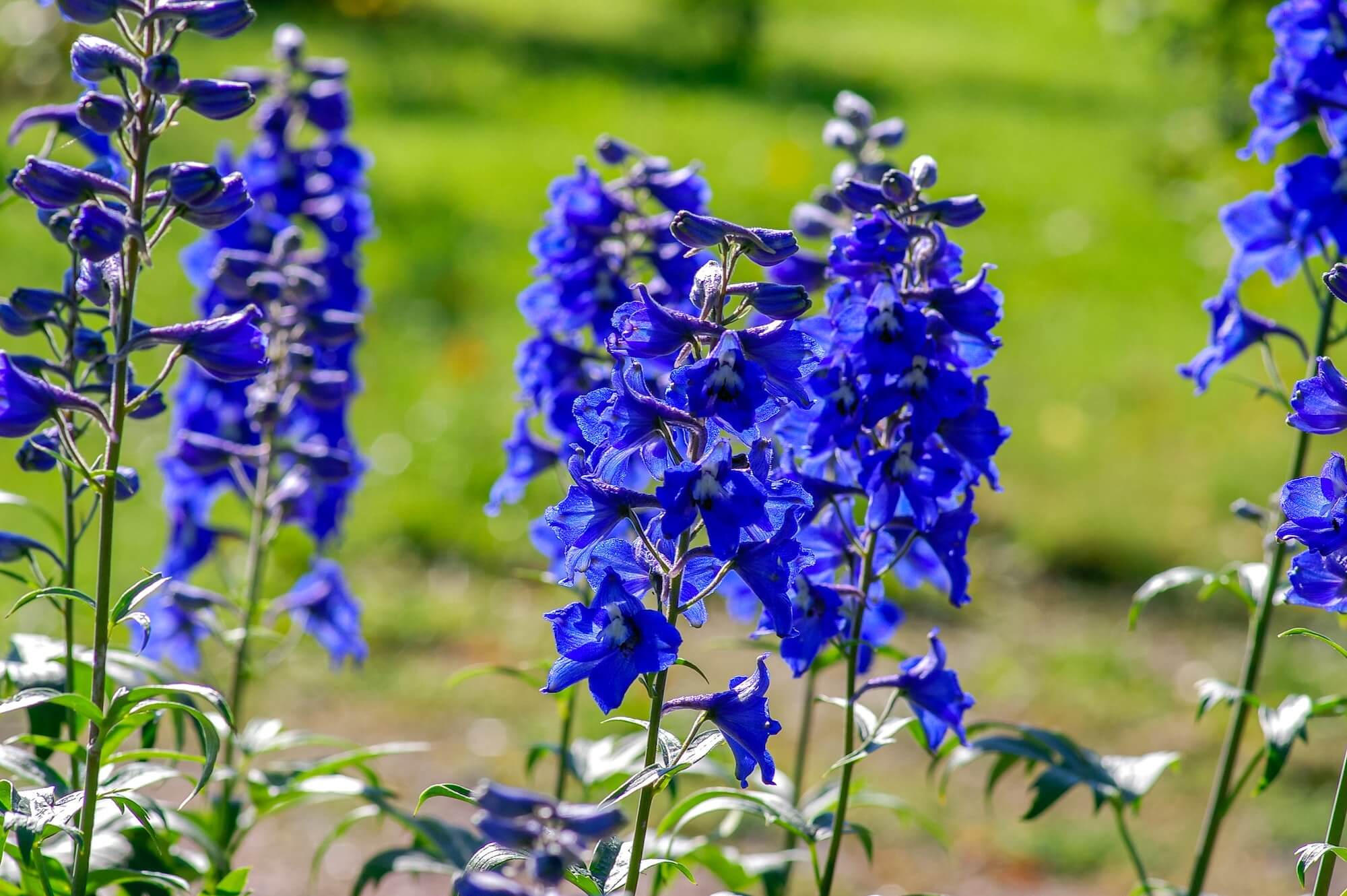 Delphinium Seeds grown into full Delphinium flowers in field