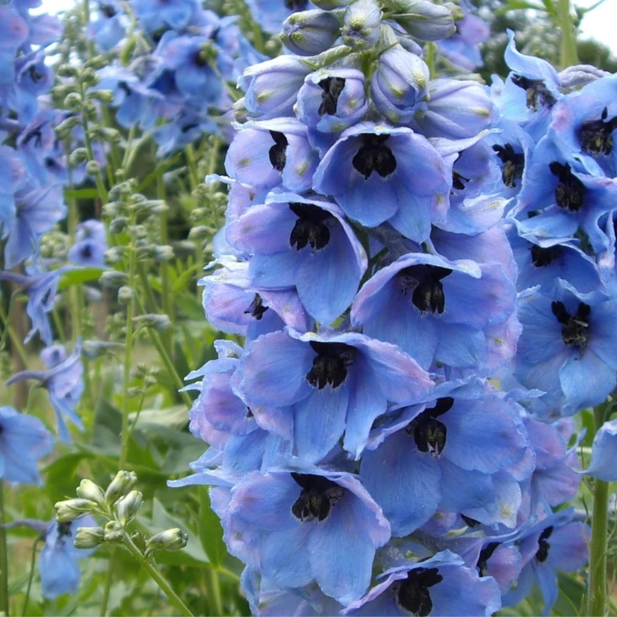 Perennial flowers grown from seeds