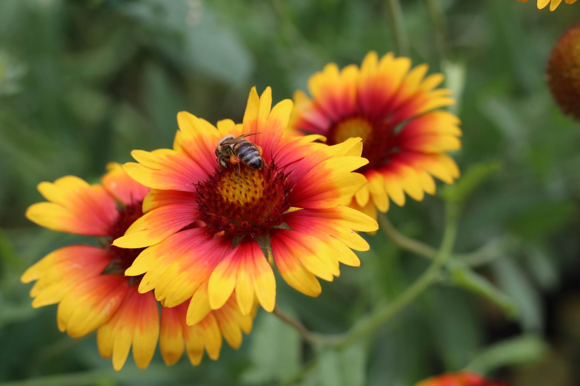 Flower Seeds