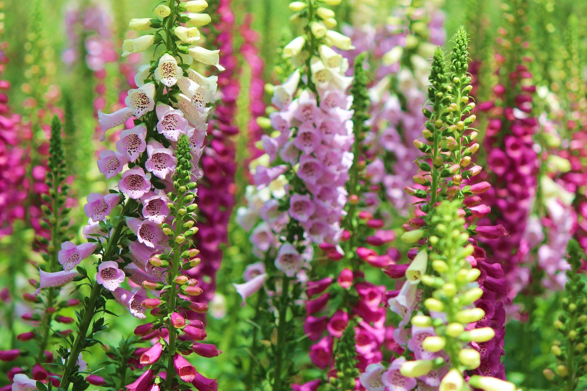 Foxglove seeds grown into full foxglove in field