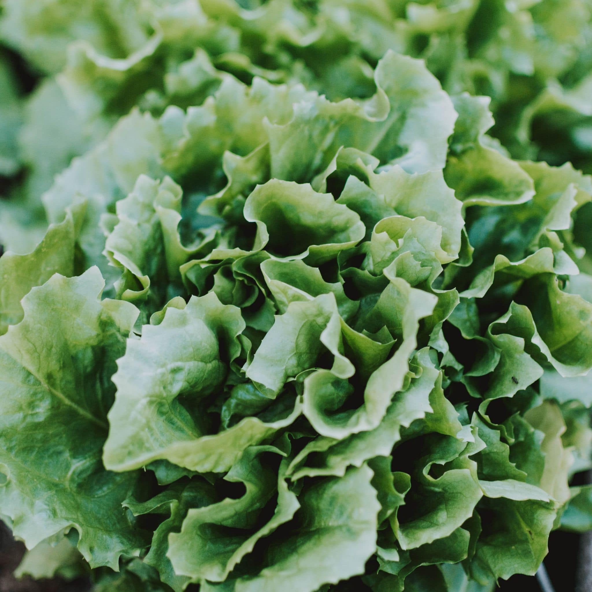 Salad greens grown from seeds