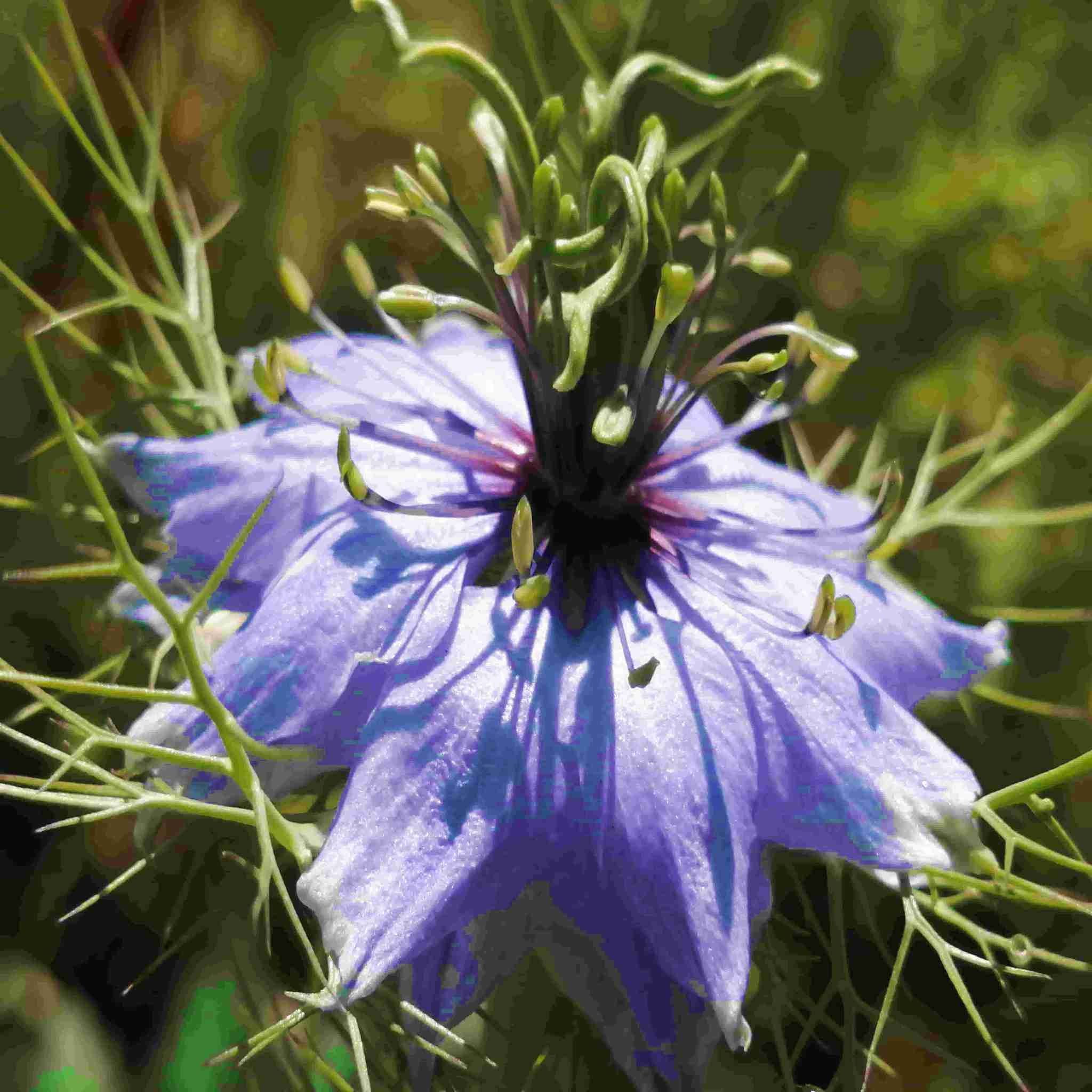 Drought Resistant Seeds grown into full flower