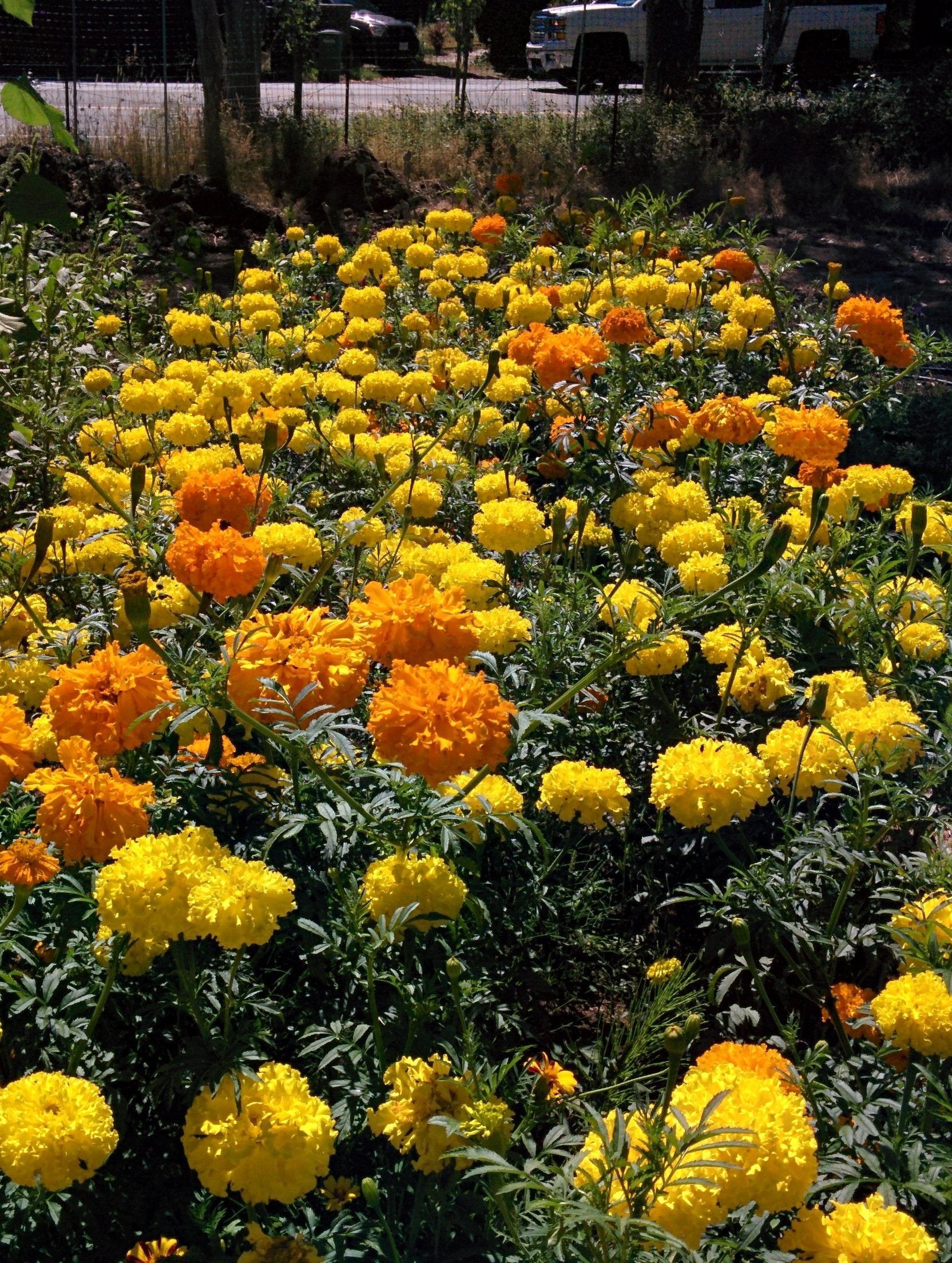 Annual flowers grown from seeds