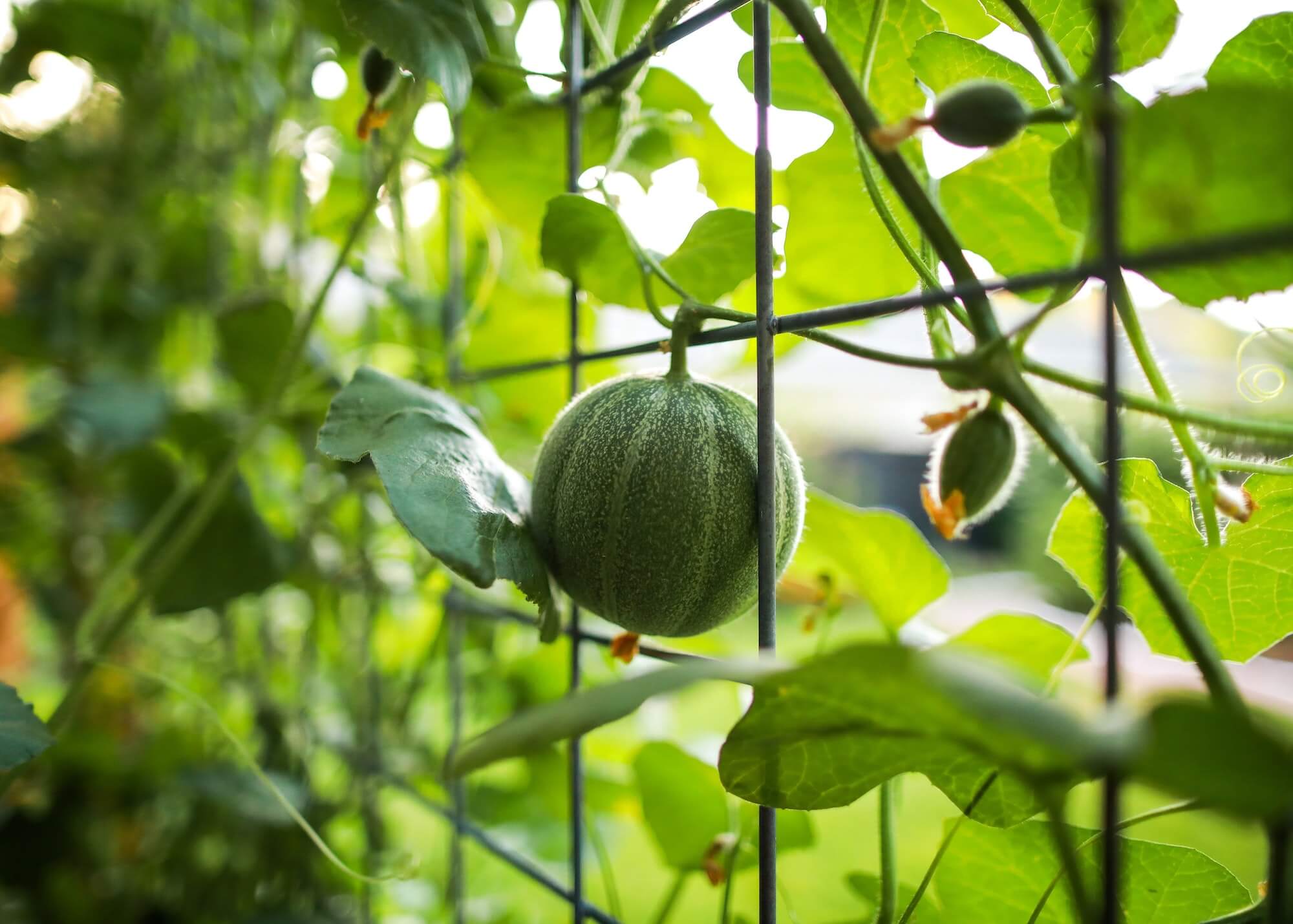 Melon seeds grown into full melon on vine