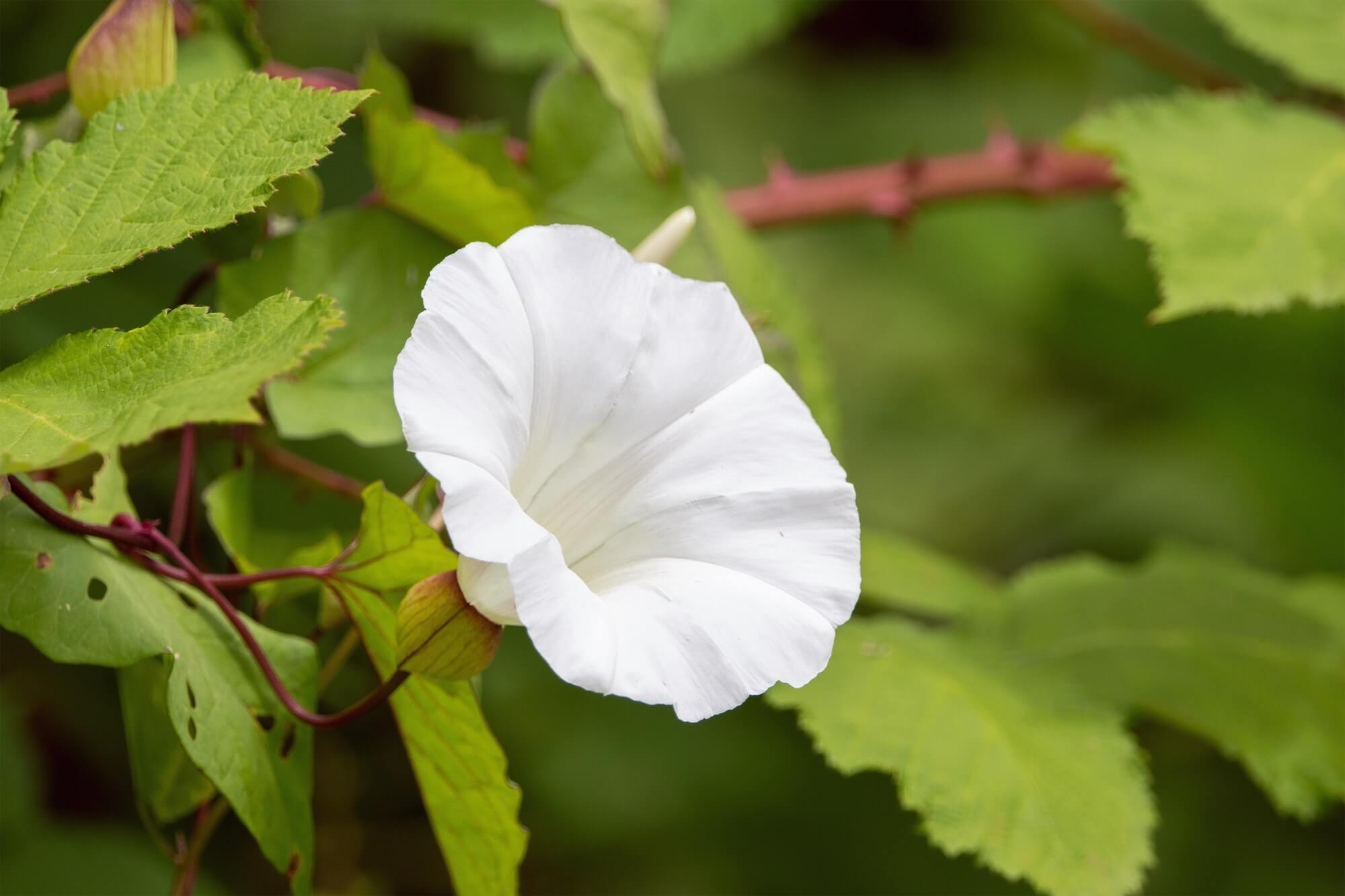 Morning glory seeds grown into morning glory flower