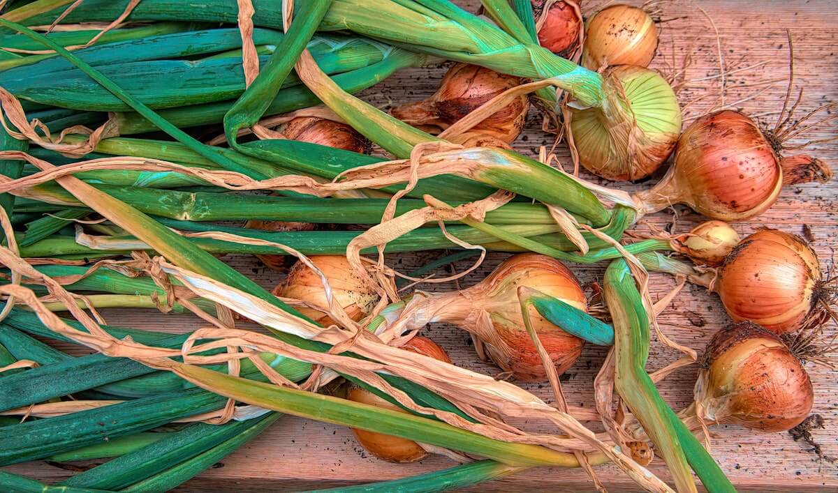 Onion seeds grown to full onions on wooden table