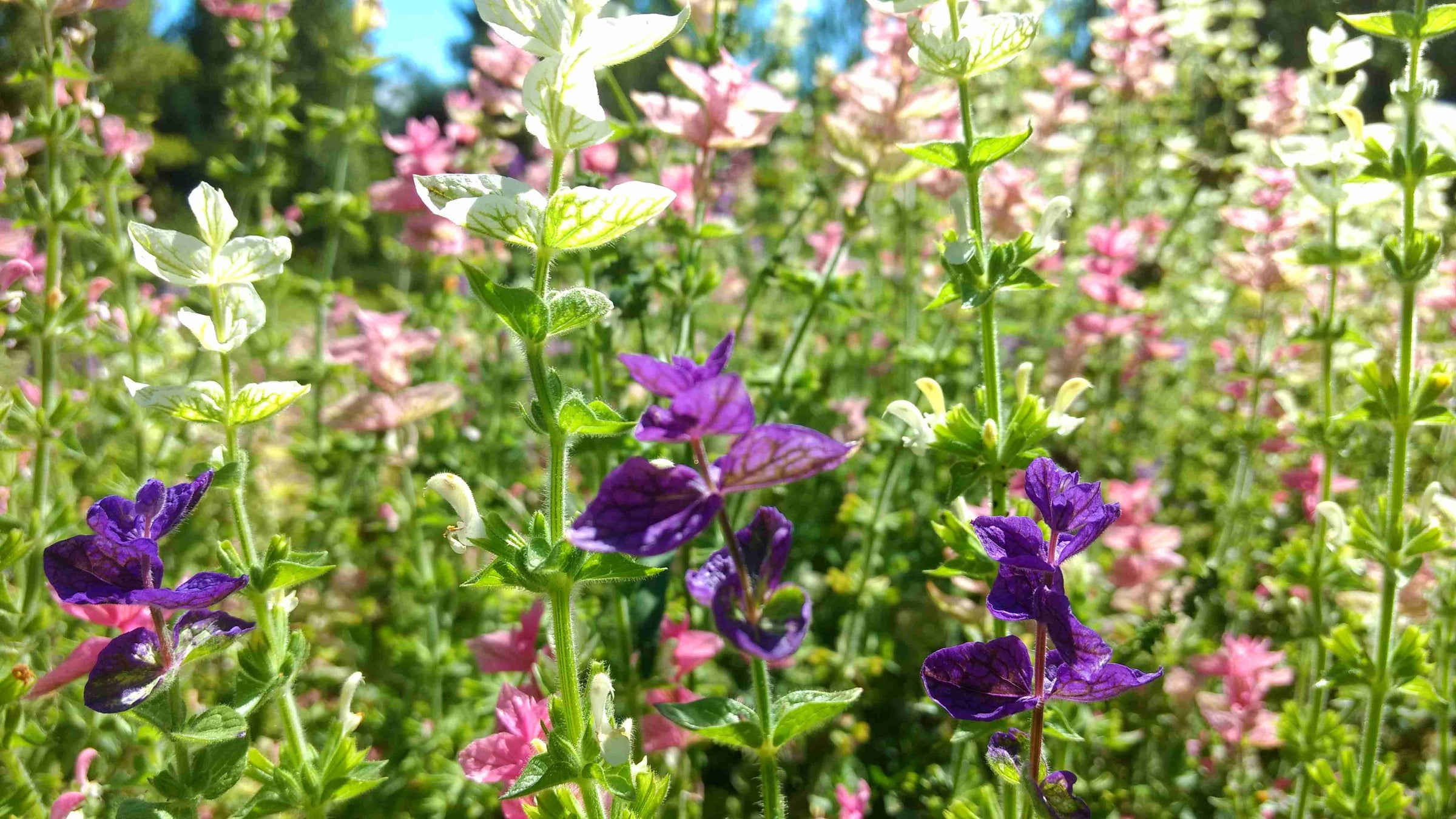 Sage Seeds