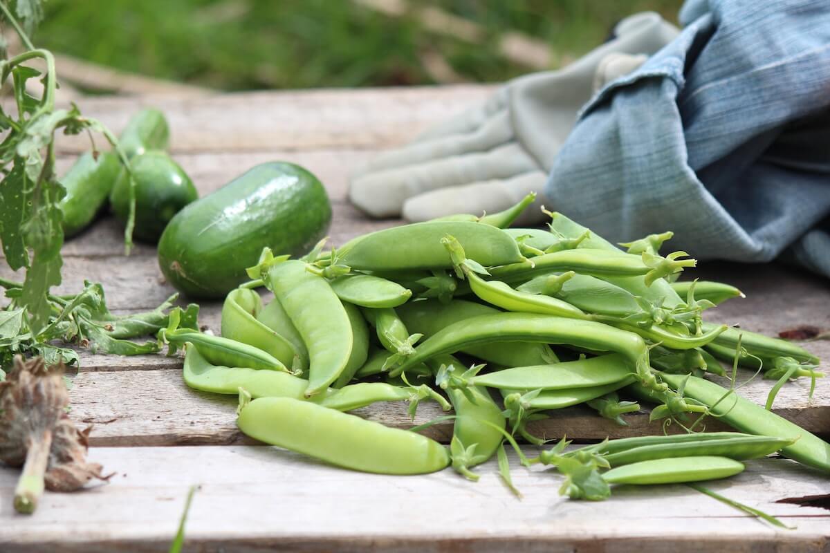 Peas seeds grown into peas on a farm table