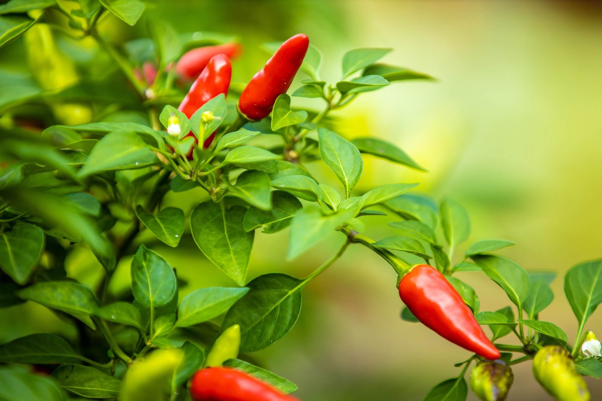 Pepper seeds grown into full peppers