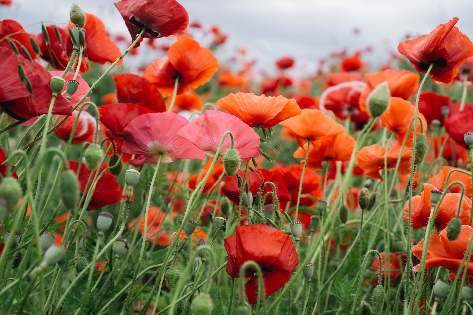 Poppy seeds grown into full poppies in a field