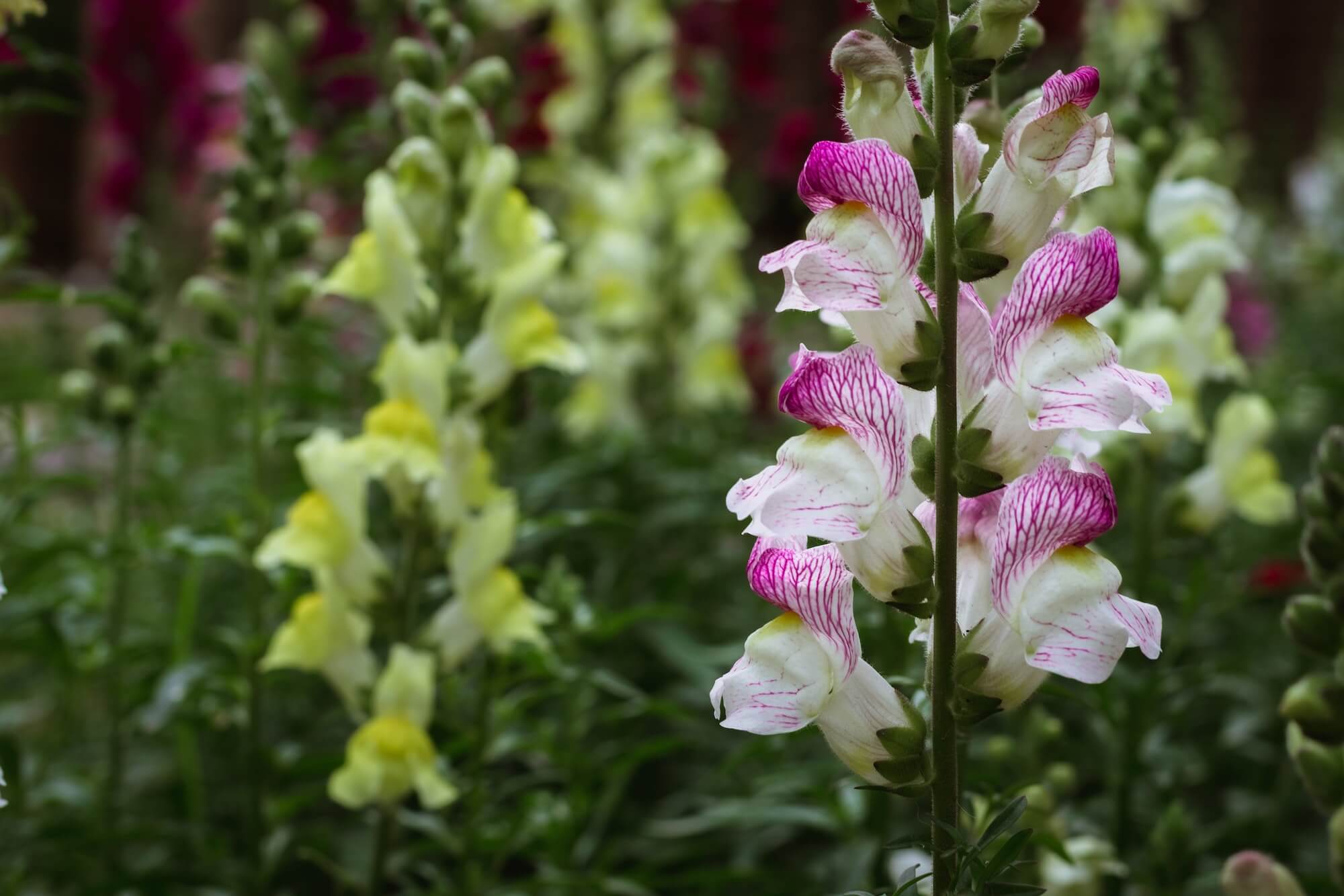 Snapdragon seeds grown into full snapdragons