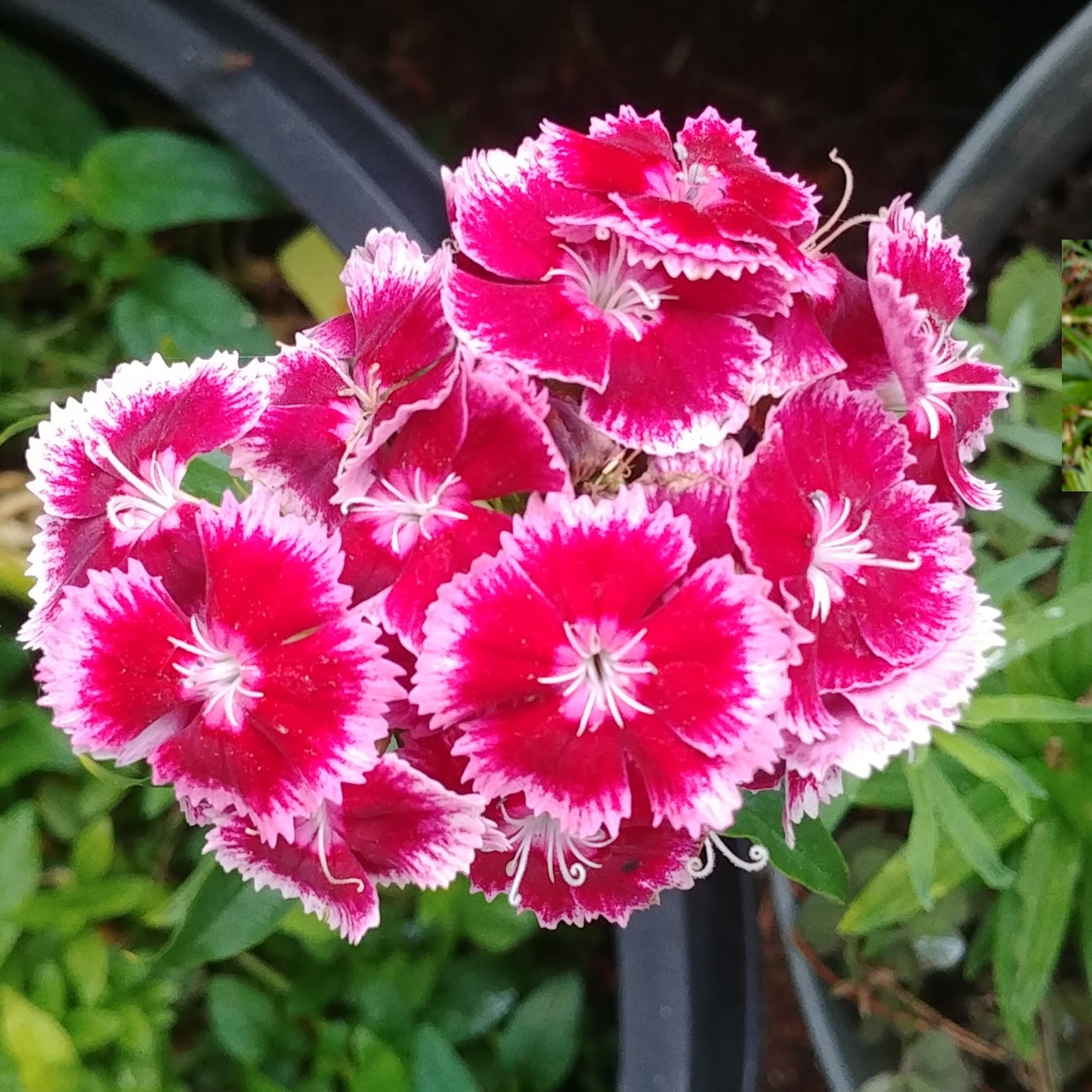 Dianthus Seeds