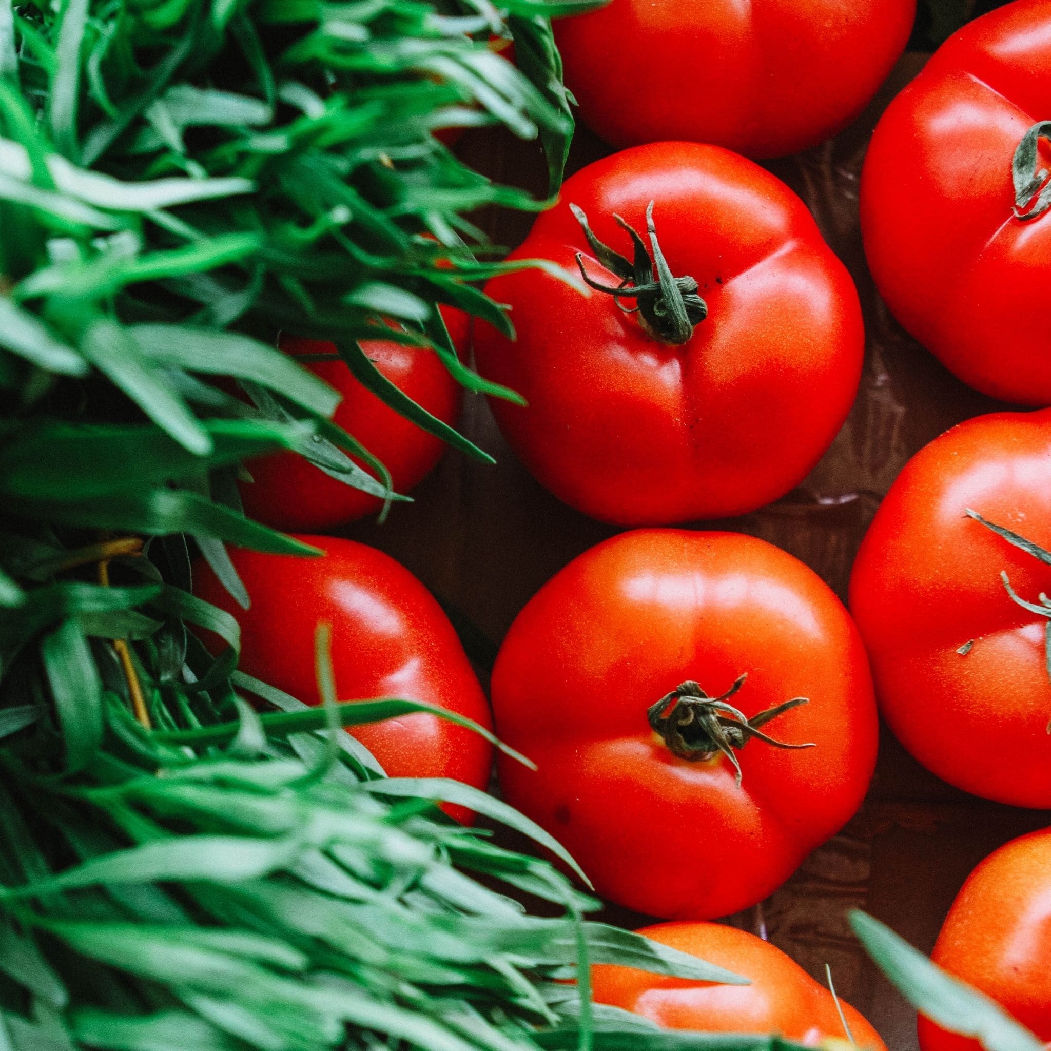 Tomatoes grown from seeds