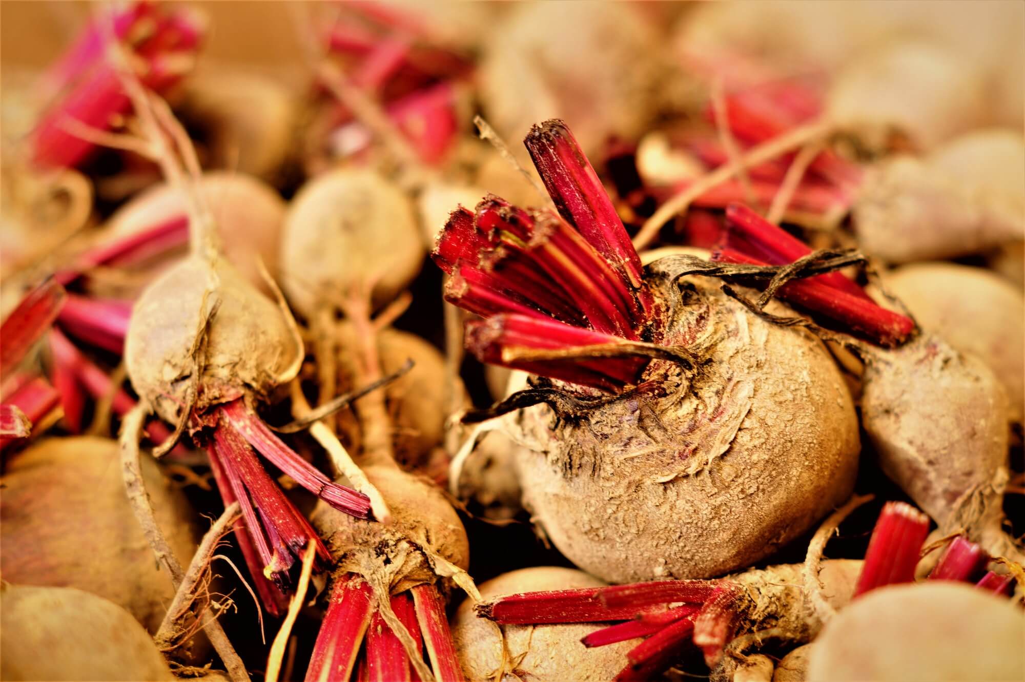 Turnip seeds grown into full turnips harvested