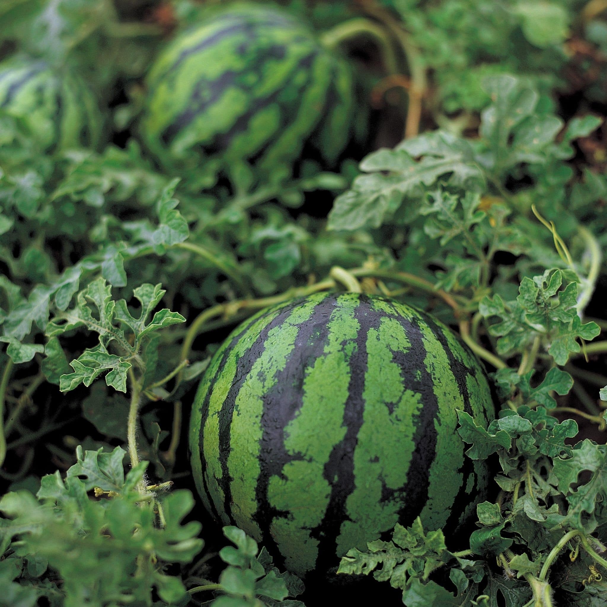 Fruit grown from seeds - watermelon