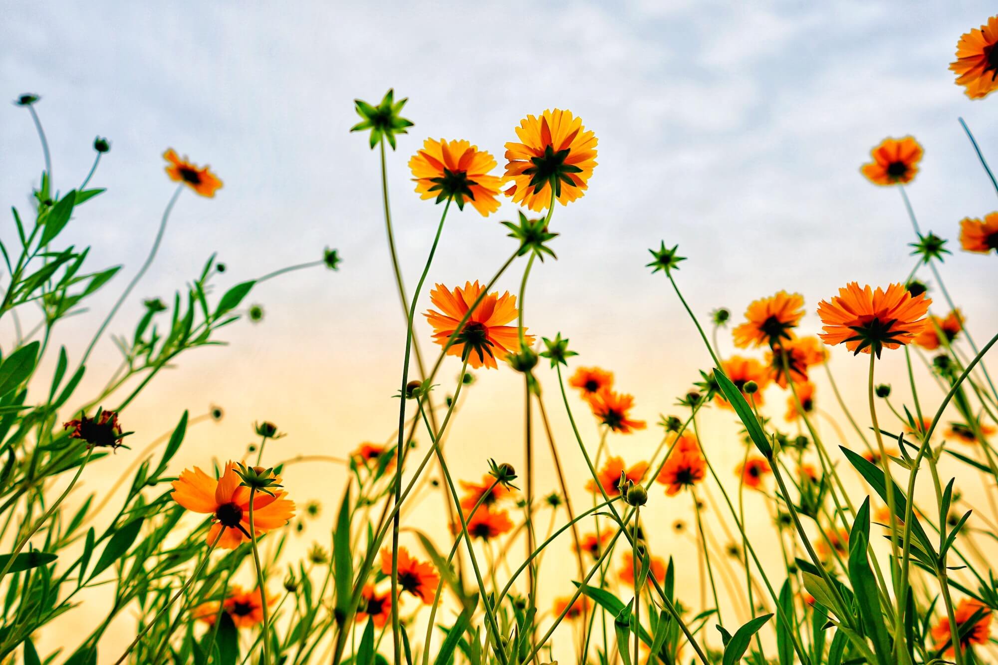 Wildflower Species and Blends Seeds grown into full flowers in field