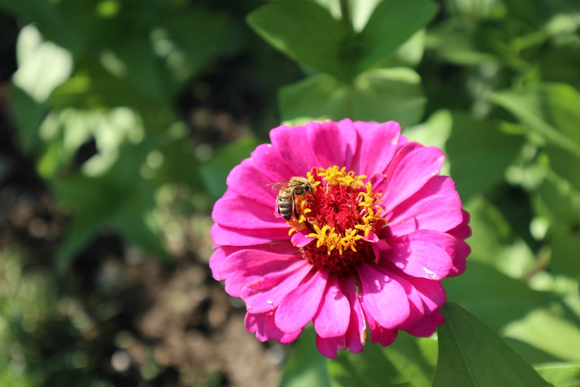 Zinnia seeds grown into full zinnia flower in field