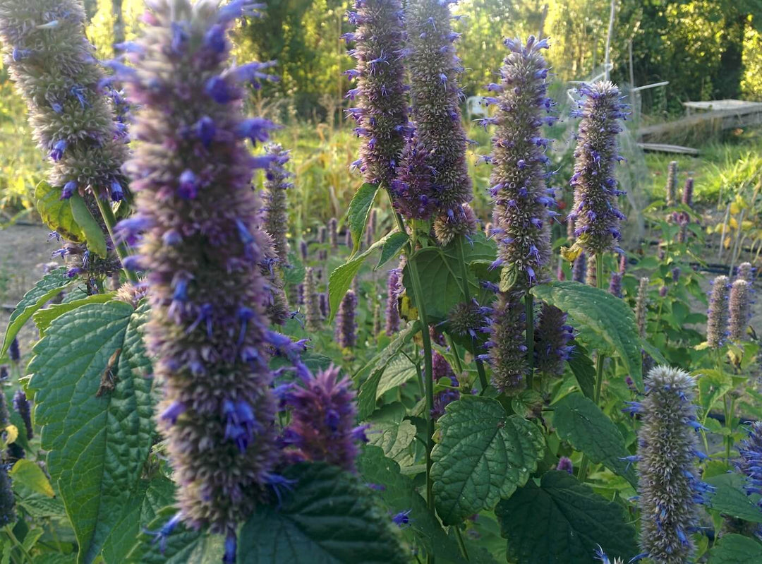 Mint - Purple Agastache