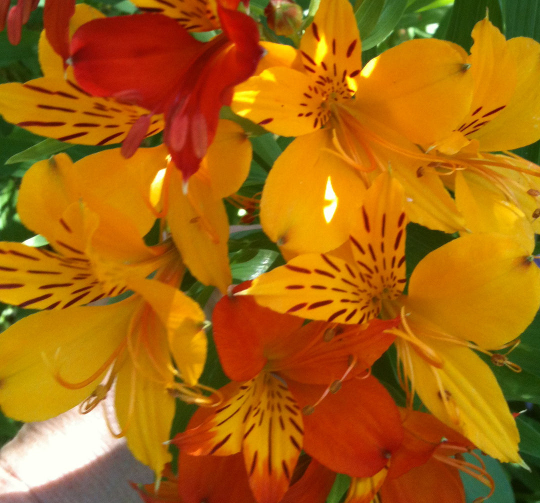 Alstroemeria