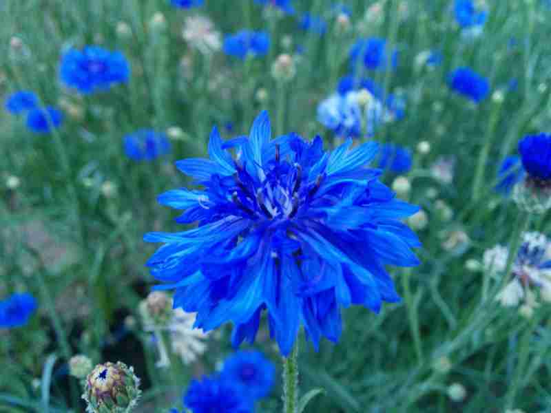 Bachelor Button -  Cornflower