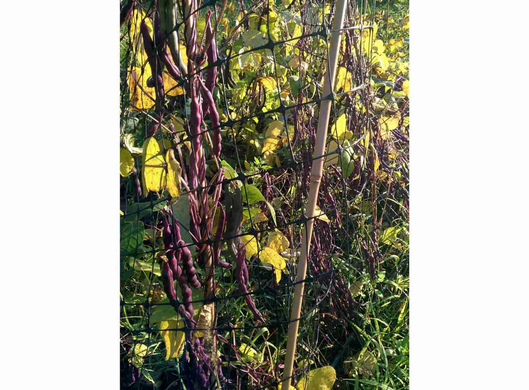 Beans - Royal Purple