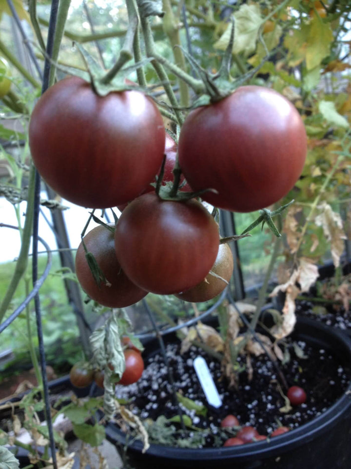 Tomato - Black Cherry