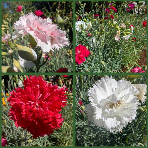 Buy Carnation Seeds | Carnation Seeds Canada | Brother Nature Seeds