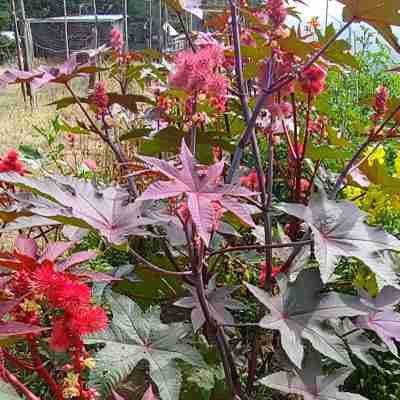 Ornamental Castor Beans Mix