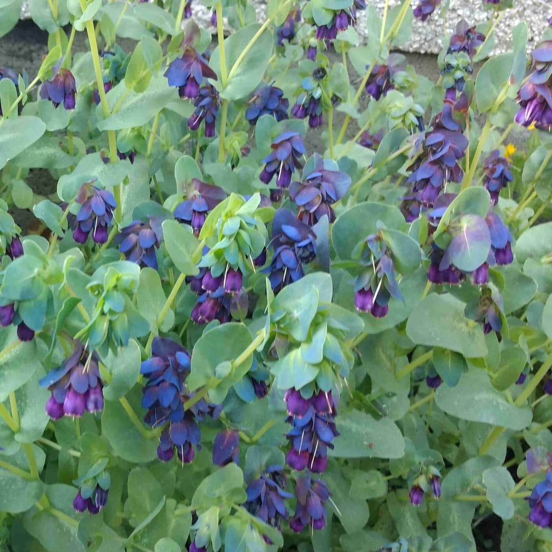 Cerinthe - Blue Shrimp