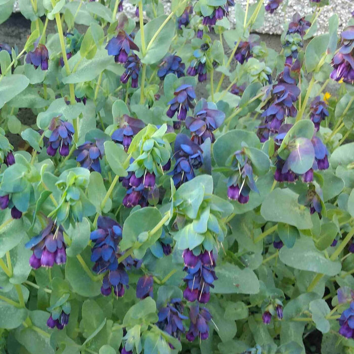 Cerinthe - Blue Shrimp