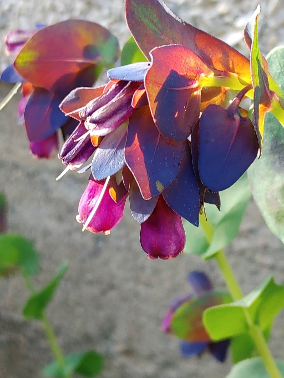 Cerinthe - Blue Shrimp