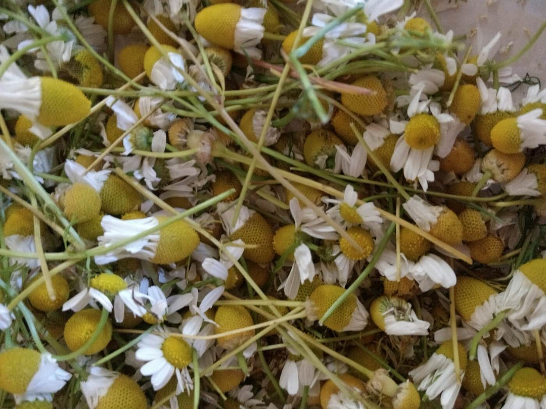 German Chamomile