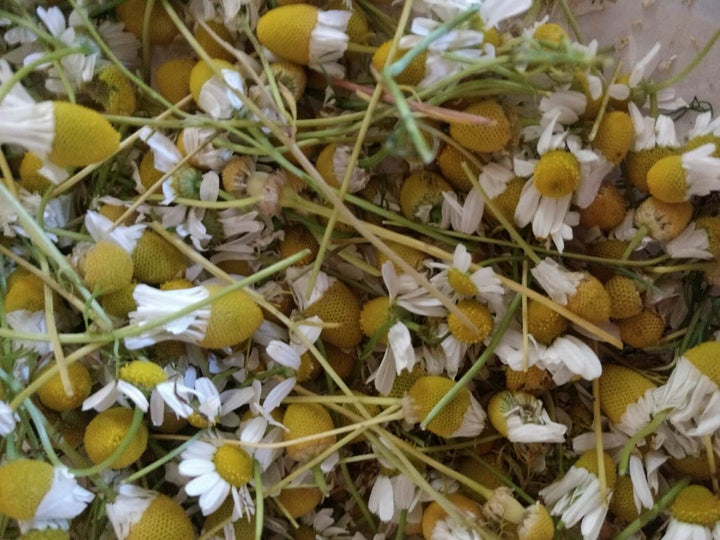 German Chamomile