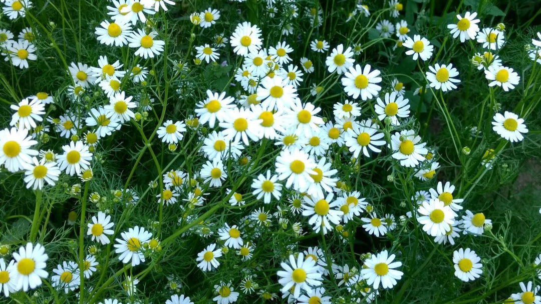 German Chamomile