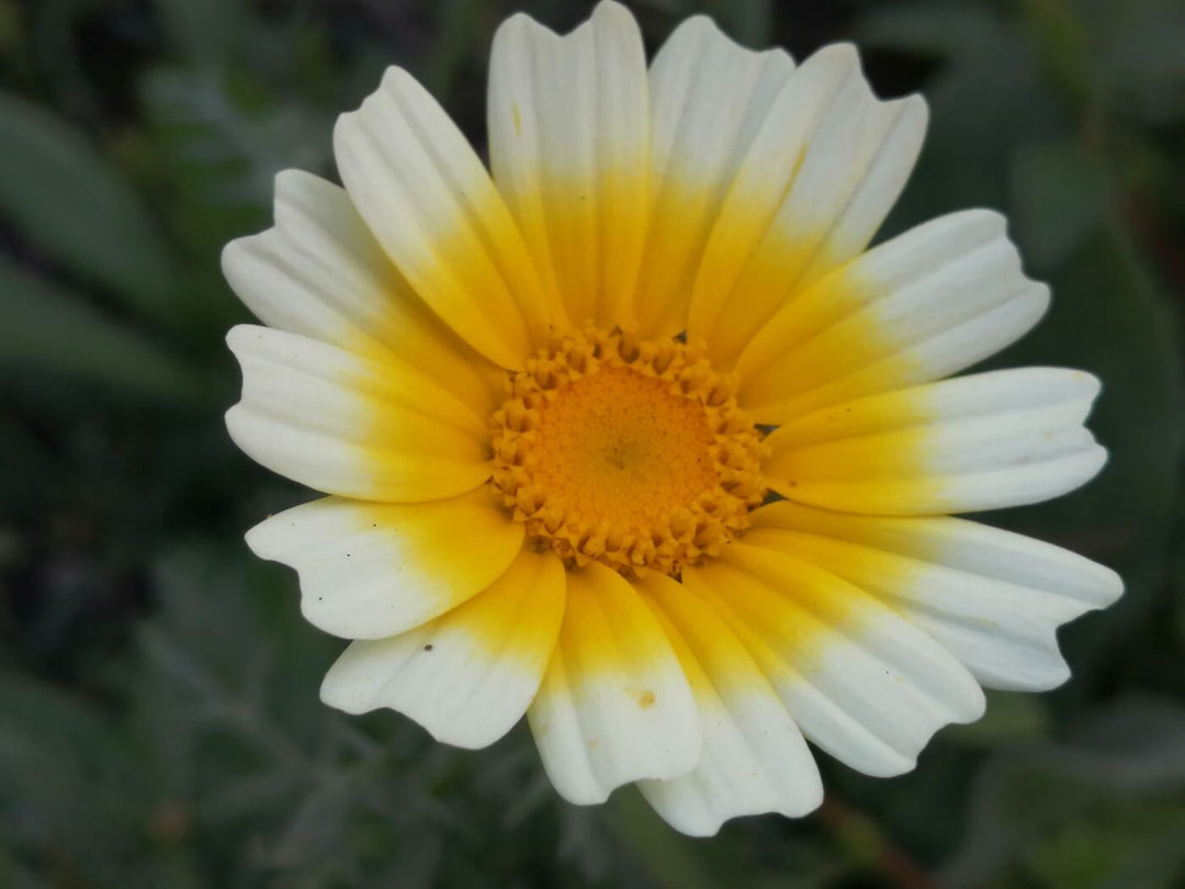 Daisy -  Edible Shingiku