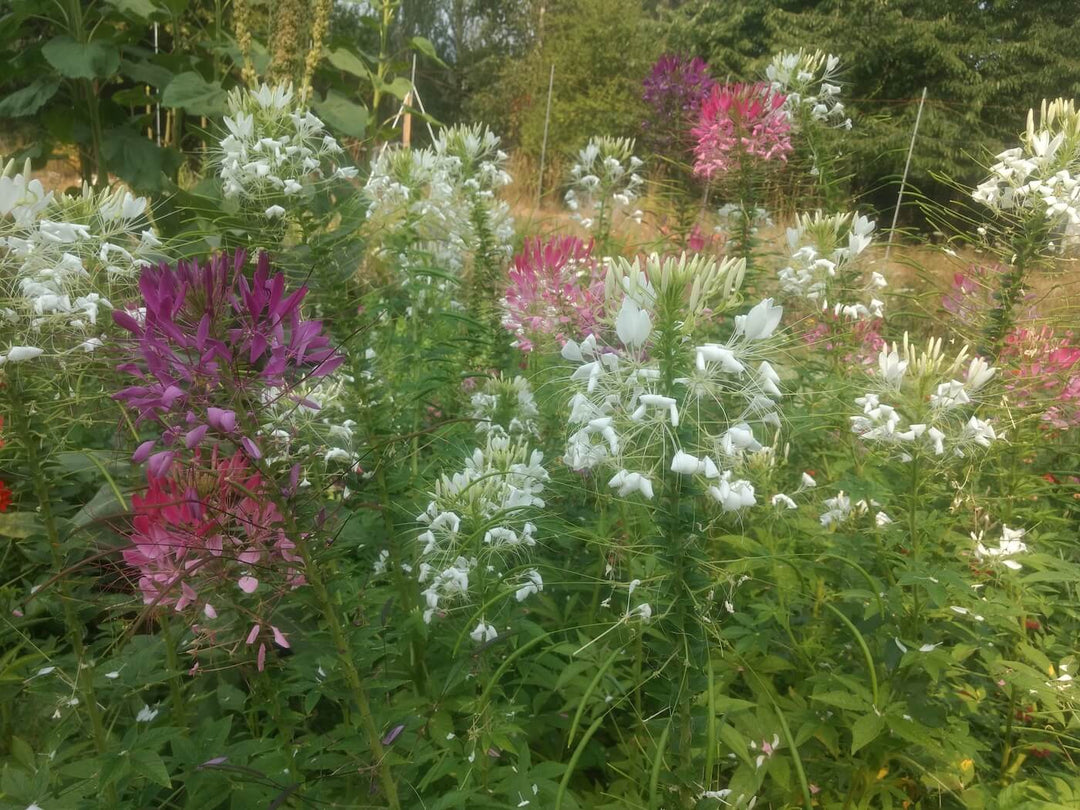 Cleome - Spider Flower