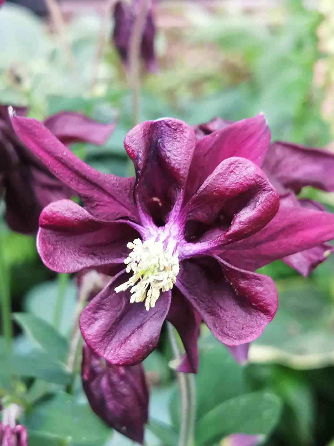 Columbine Purple