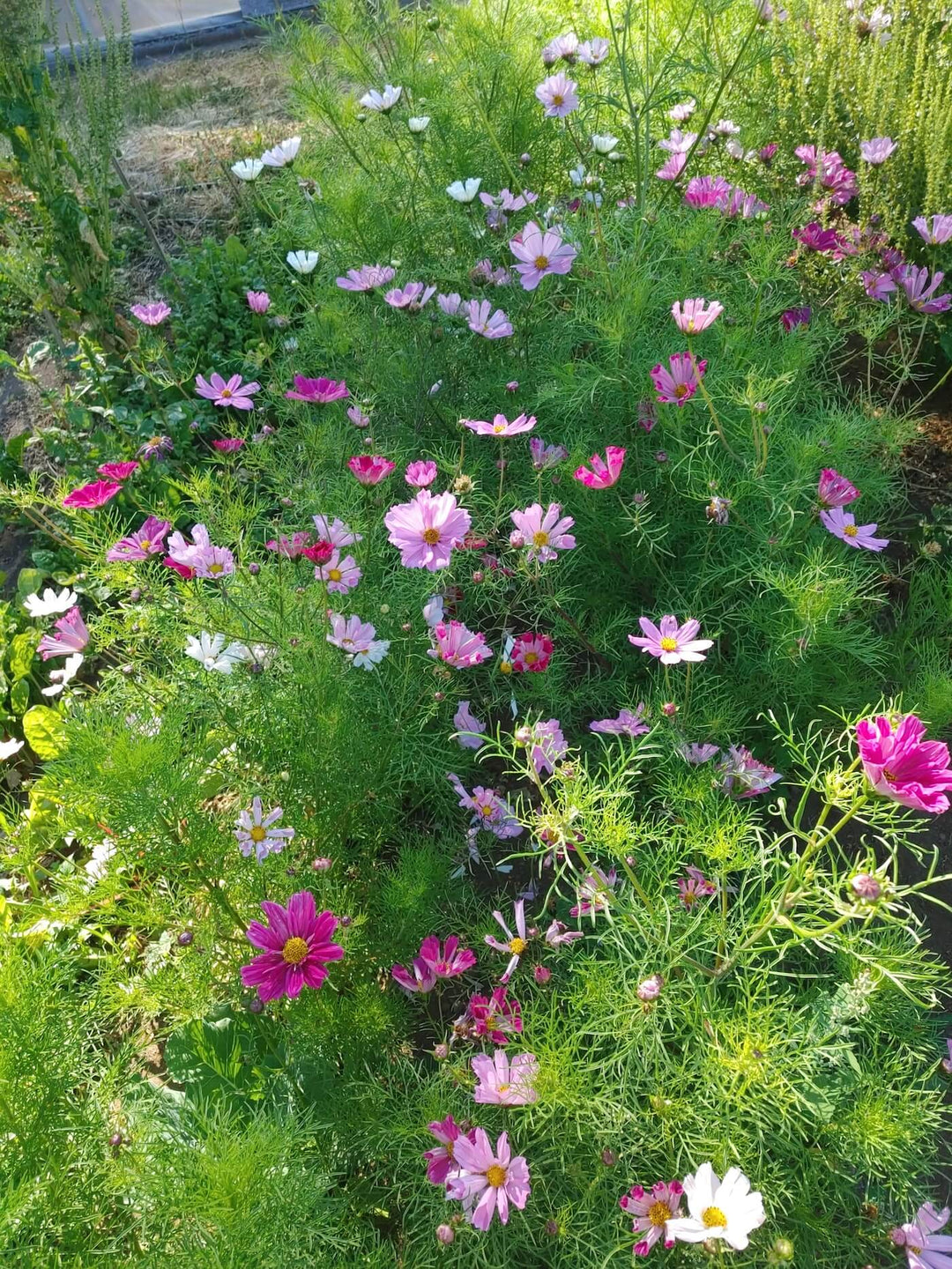 Cosmo Mix