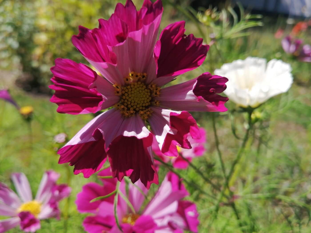 Cosmo Mix - Seashell