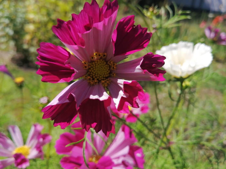 Cosmo Mix - Seashell