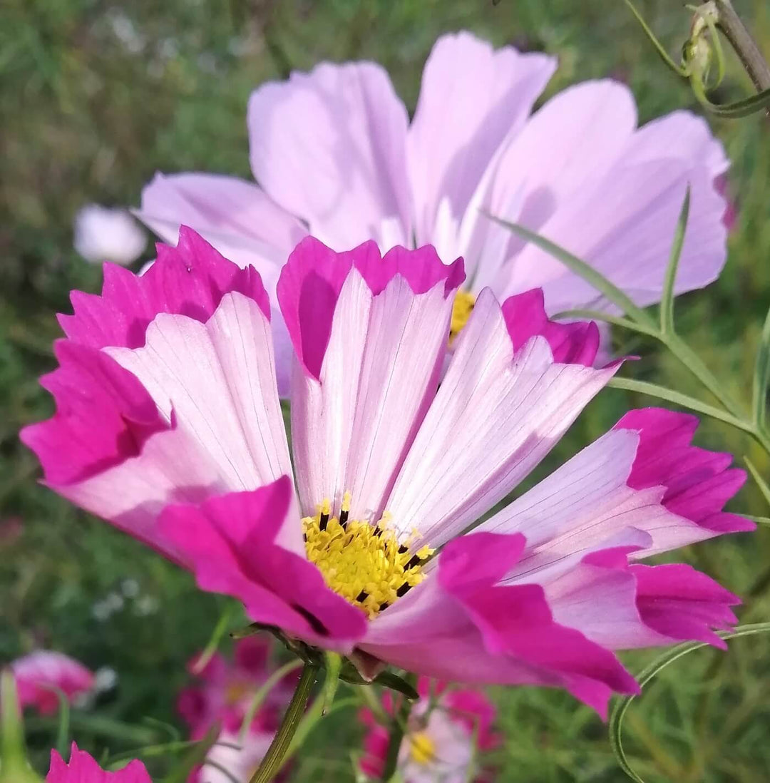 Cosmo Mix - Seashell