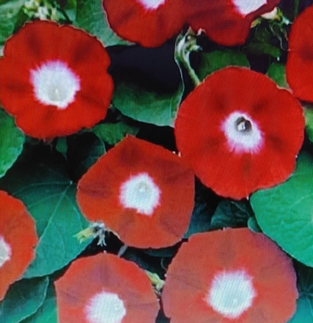 Morning Glory - Crimson Rambler