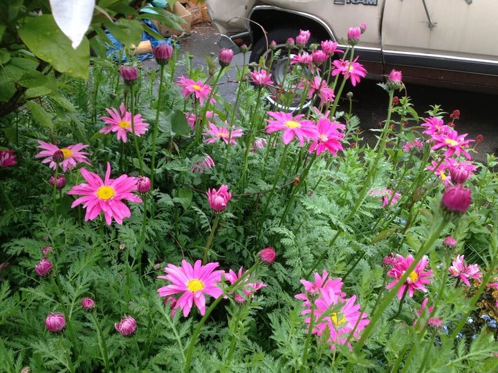 Pyrethrum Daisy