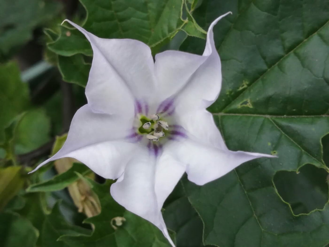 Dwarf Datura